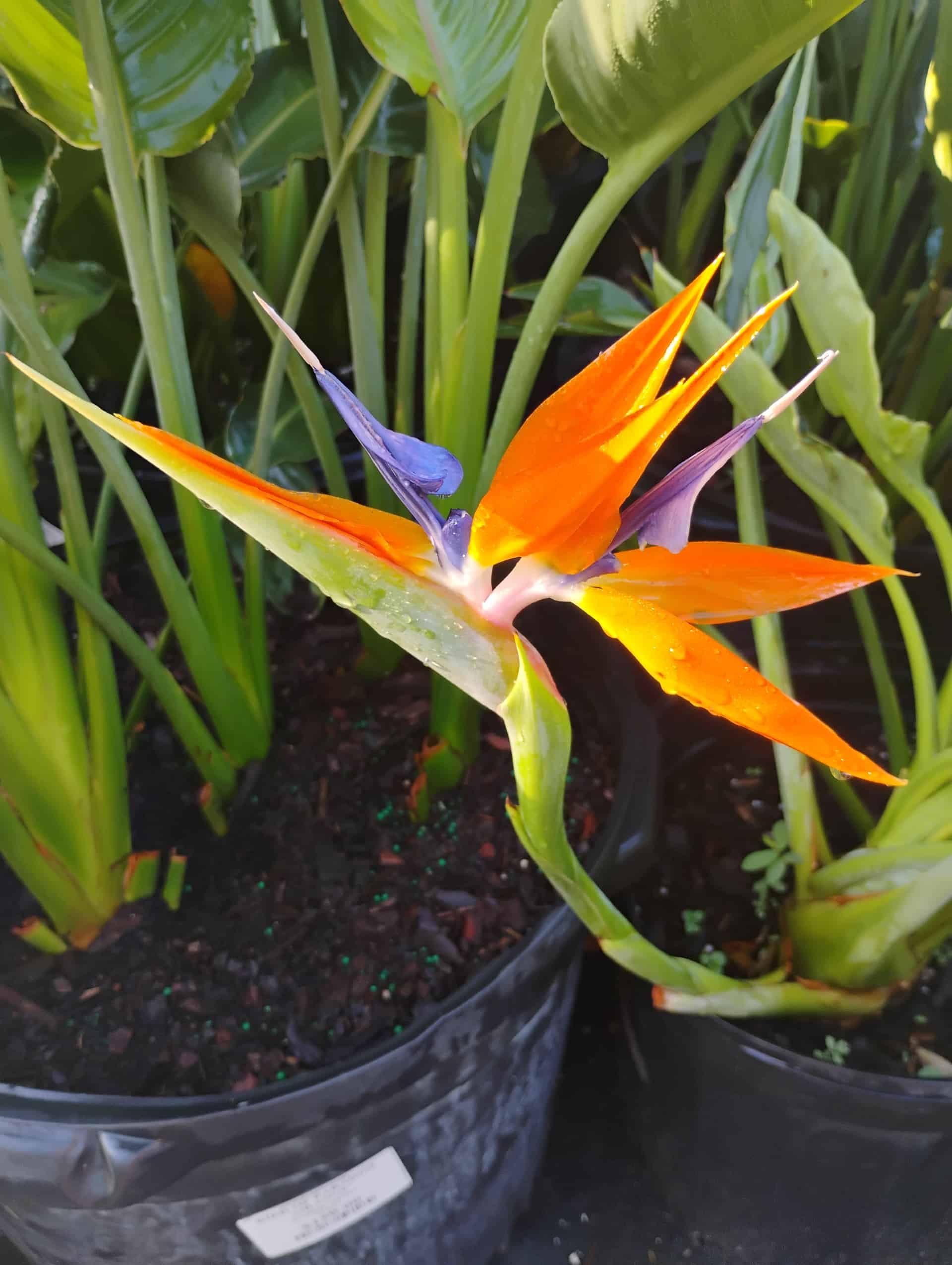 Bird of Paradise