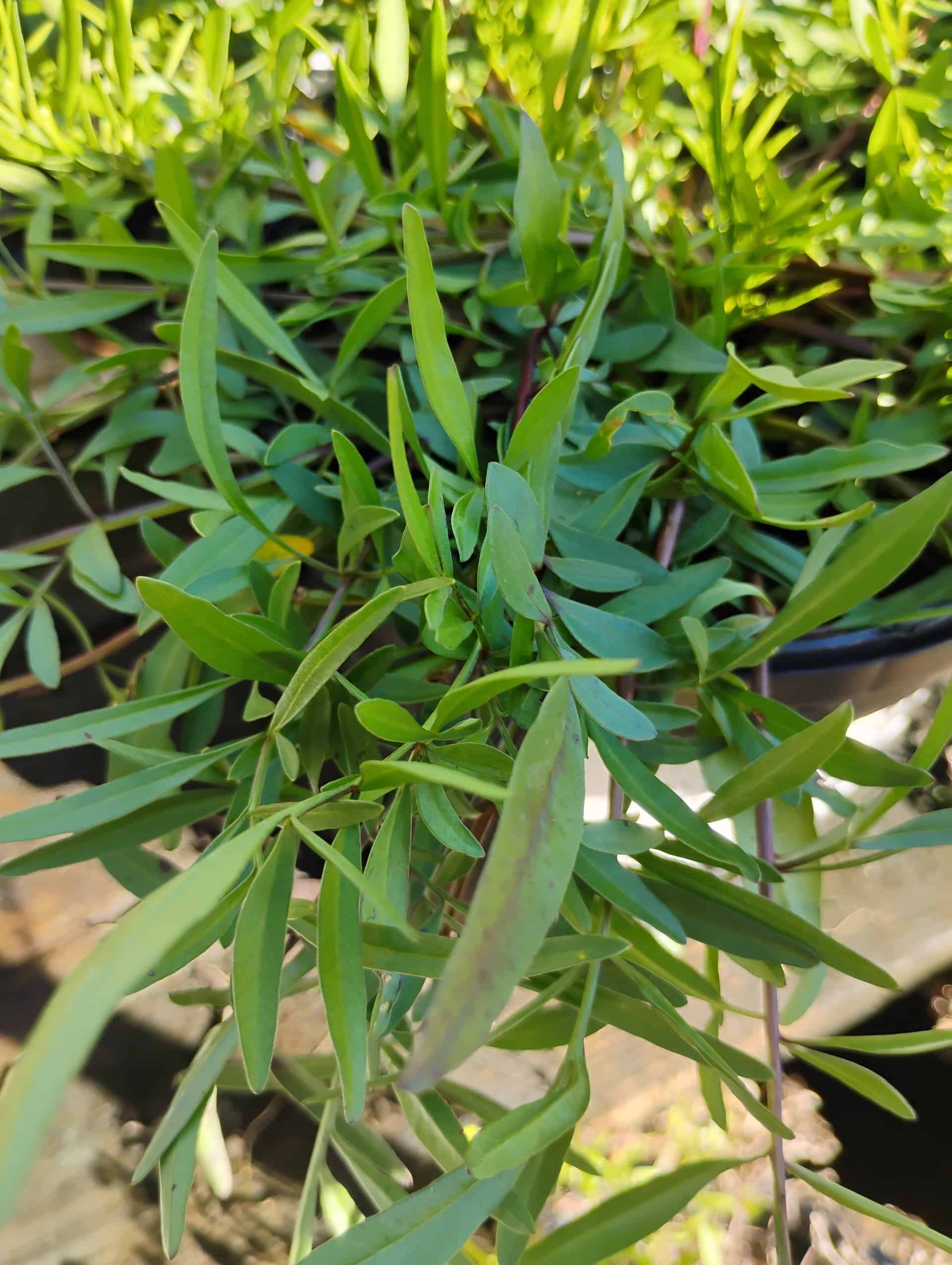 Lanceleaf Coreopsis